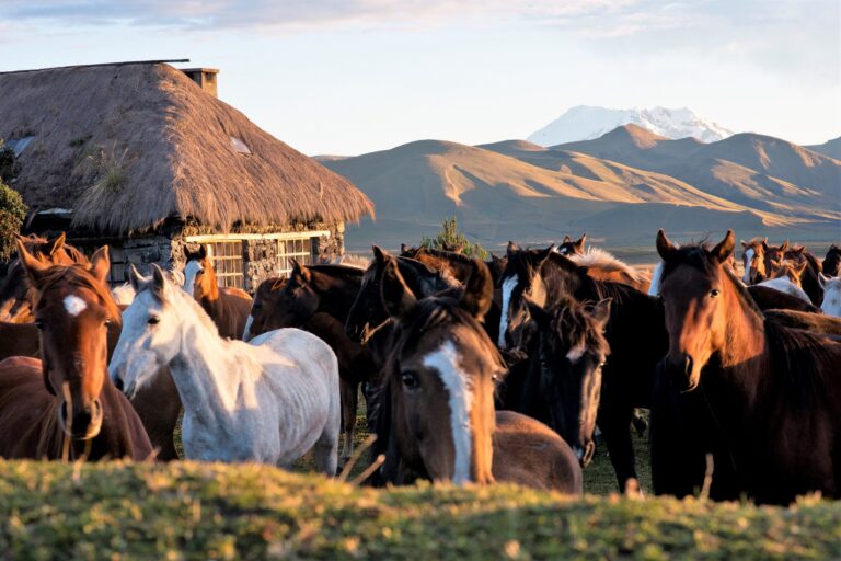 Reiten am Cotopaxi