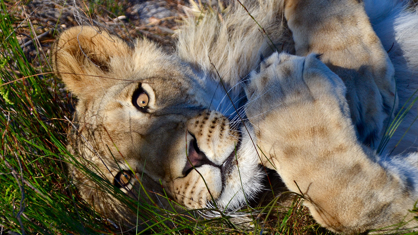 Freiwilligenarbeit - Großkatzen in Südafrika - traveljunkies.tours