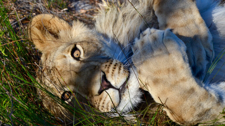 Löwe - Volunteer mit Großkatzen in Südafrika