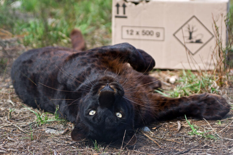 Der schwarze Panther Pardus