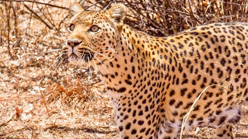 Freiwilligenarbeit mit Wildtieren – Wildlife Projekt in Namibia