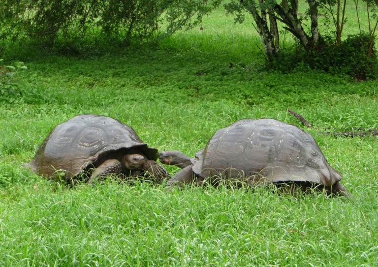 Die riesigen Galapagos-Schildkröten