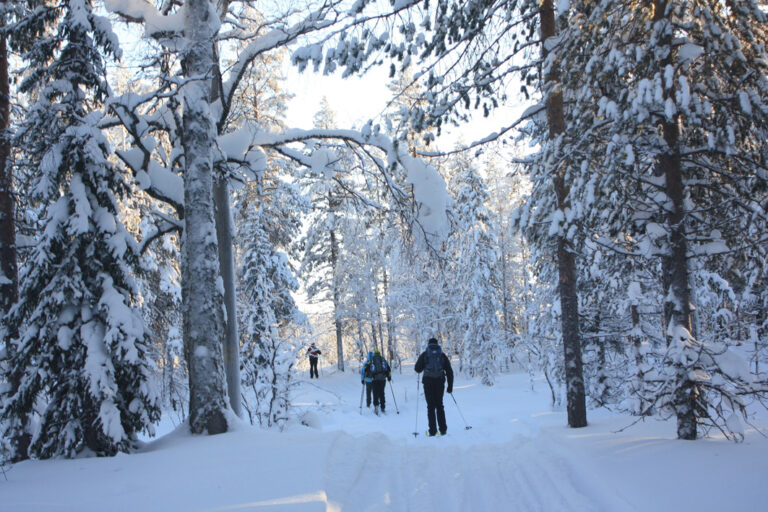 Durch schneebedeckte Wälder