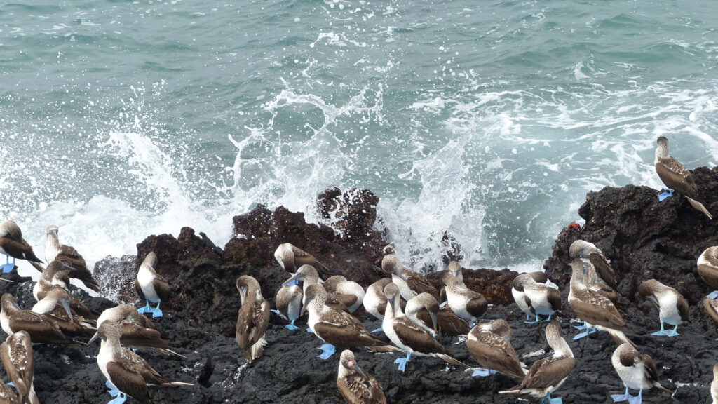 Freiwilligenarbeit im Naturschutzprojekt auf den Galápagos-Inseln traveljunkies