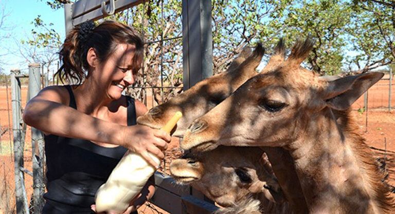 Milch für die Babygiraffen