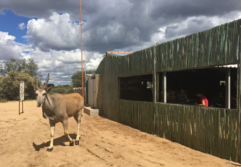 Antilope vorm Essbereich