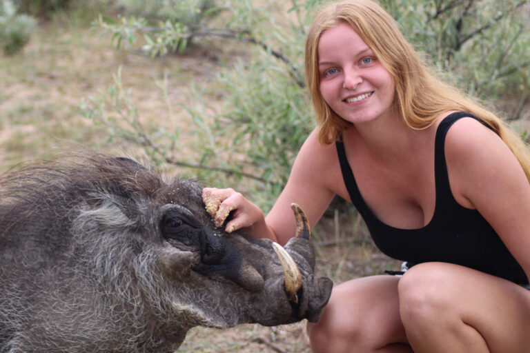 Streicheleinheiten für das Warzenschwein