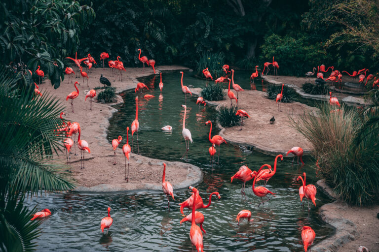 Flamingos auf Bird Island