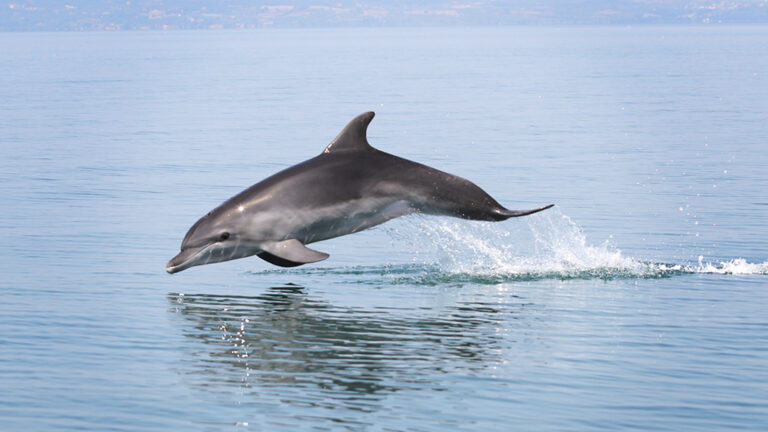 Delfine - Volunteer in Griechenland: den Ozean retten