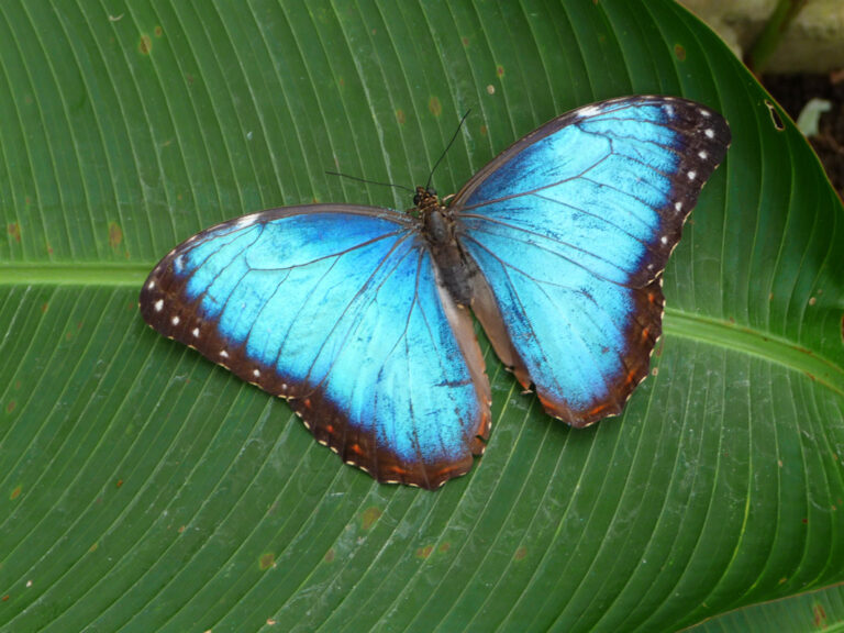 Der majestätische Morpho-Schmetterling ist etwa 12 cm breit