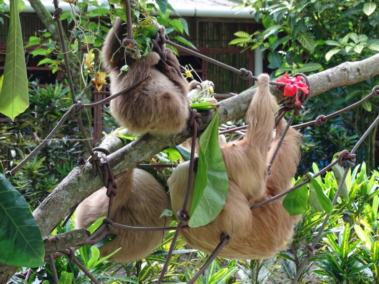 Tierpfelge in Puerto Viejo de Talamanca