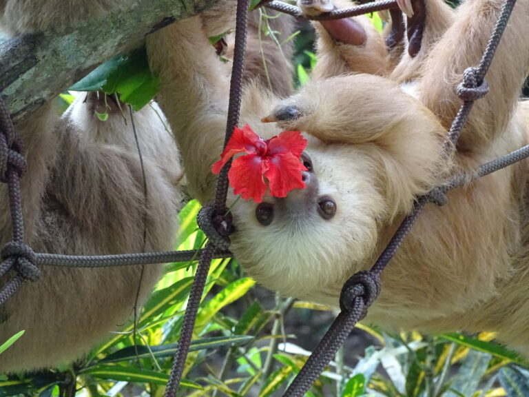 Rettung von Faultieren in Costa Rica