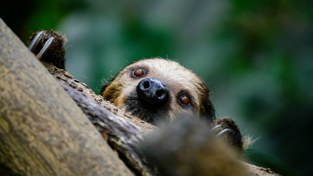 Ein Faultier in Costa Rica