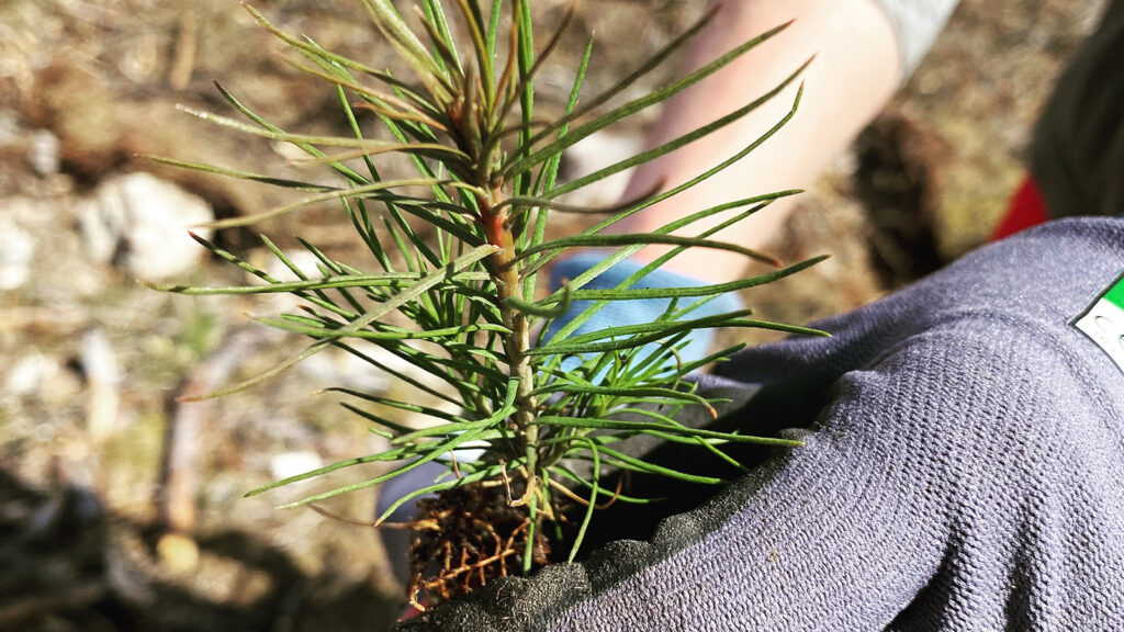 Volunteer Aufforstung in Schweden - Lappland