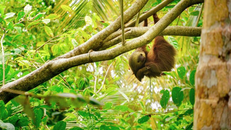 Rettung bedrohter Tiere in Costa Rica