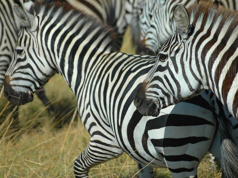 Faszinierde Zebras