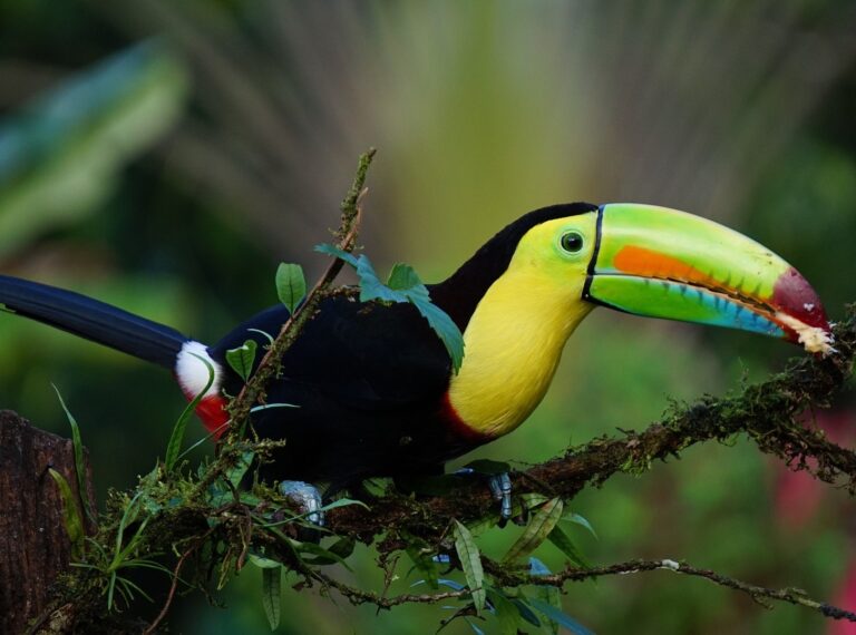 Rettungsstation für Vögel in Costa Rica