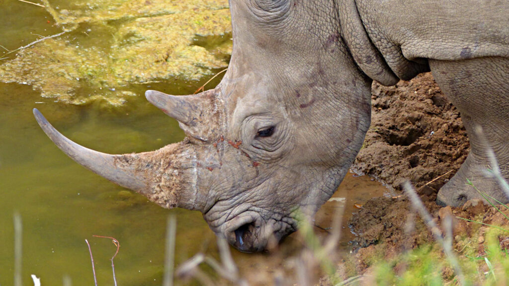Erlebnisreise durch das südliche Afrika traveljunkies
