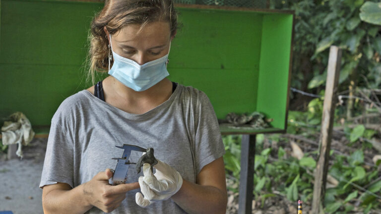 Freiwilligenarbeit: im Naturreservat mit Schildkröten & Krokodilen in Costa Rica traveljunkies