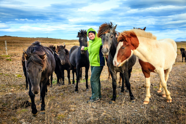 Die treuen Islandponys