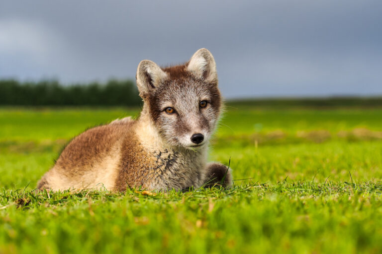 Süßer Polarfuchs