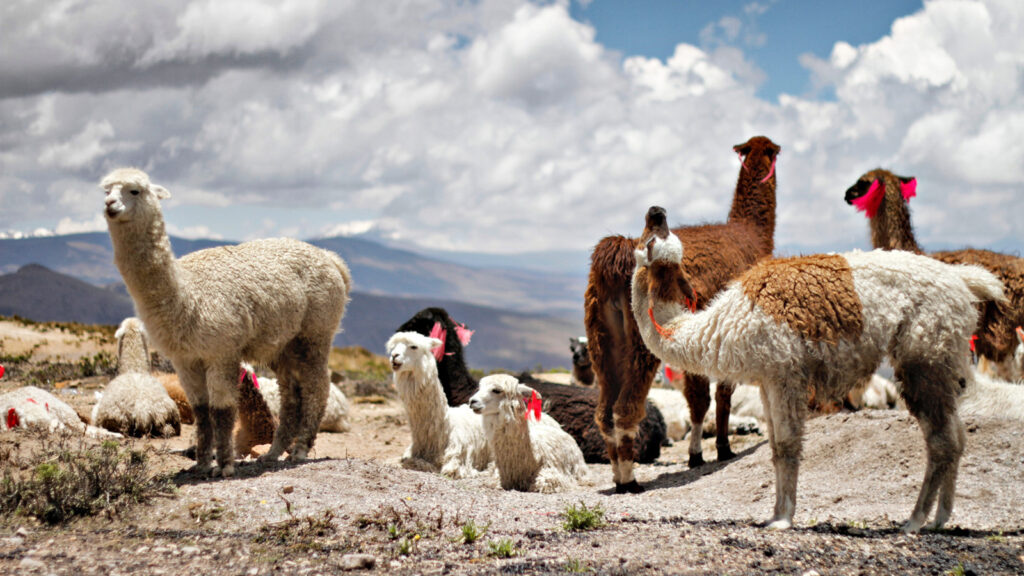 peru-rundreise-machu-picchu-und-der-amazonas-traveljunkies-unsplash-jessica-knowlden