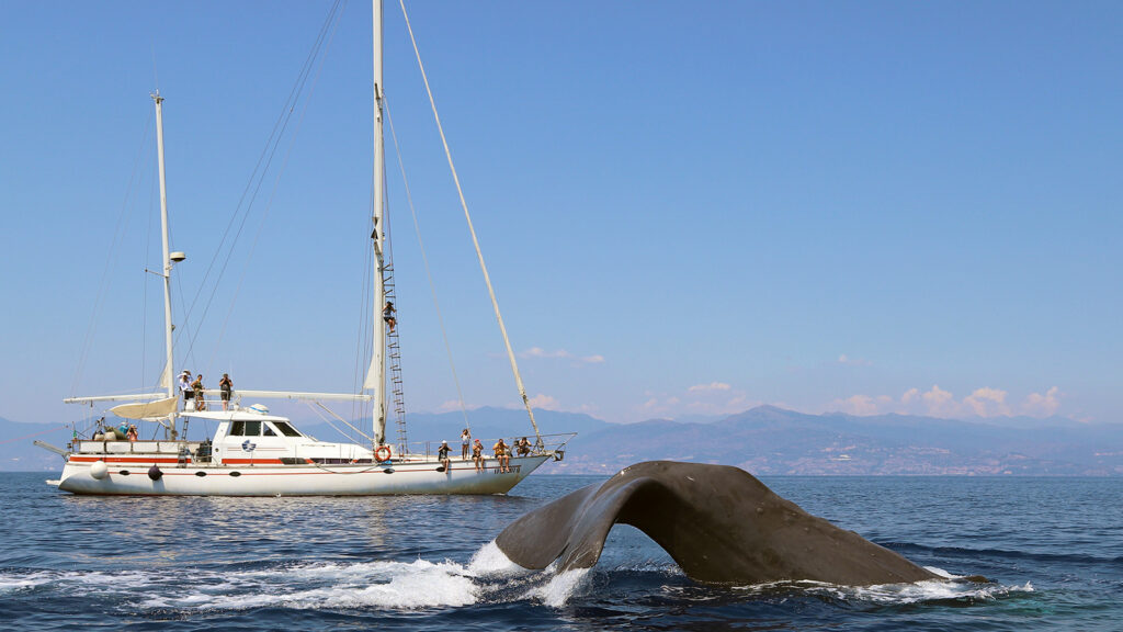 Volunteer Meeresschutz und Wale in Italien