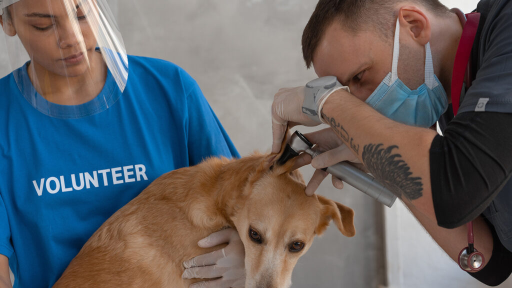 Volunteer in einer Tierklinik in Griechenland