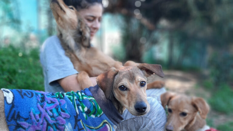 Volunteer im Tierheim in Griechenland: Hundebetreuung