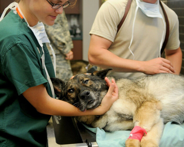 Behandlung eines Hundes