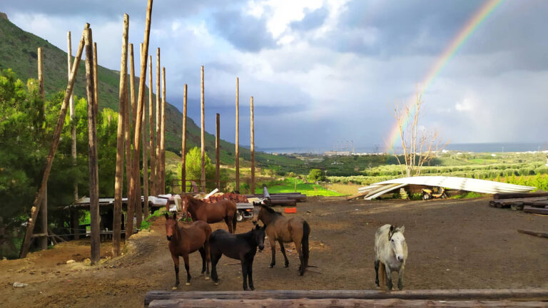 Freiwilligenarbeit: Pferdeprojekt auf Kreta traveljunkies