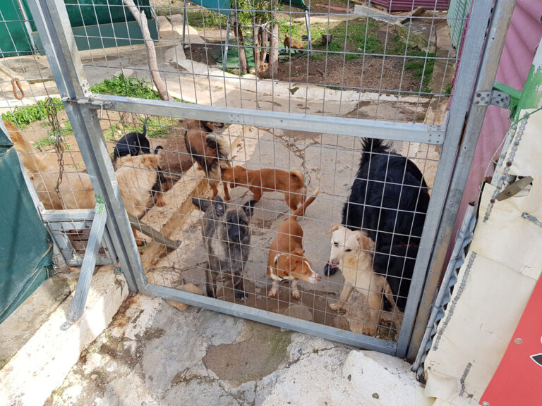 Die Hunde warten auf einen Spaziergang