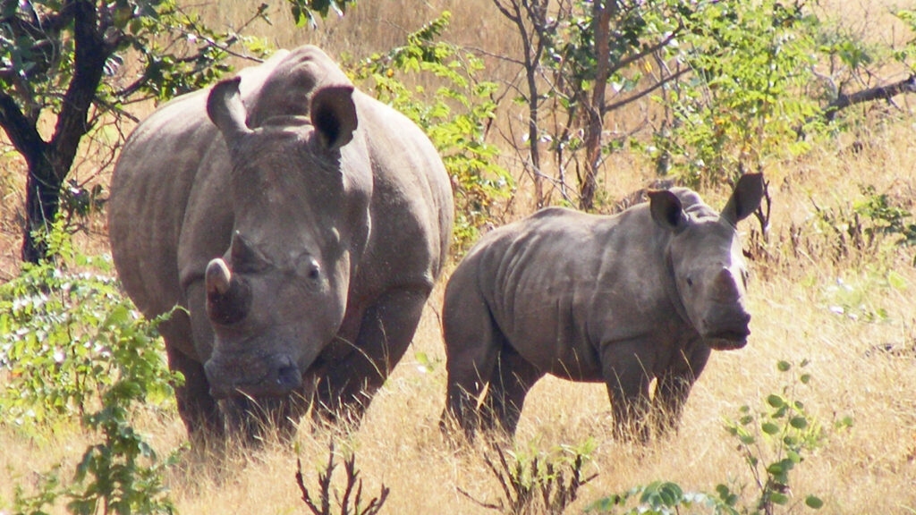 Abenteuerreise durch Simbabwe & Mosambik traveljunkies