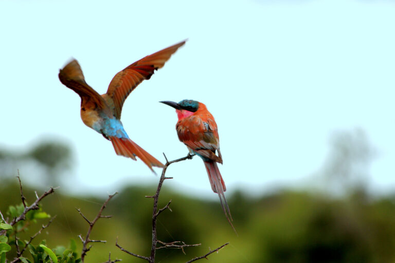 Farbenprächtige Vogelarten