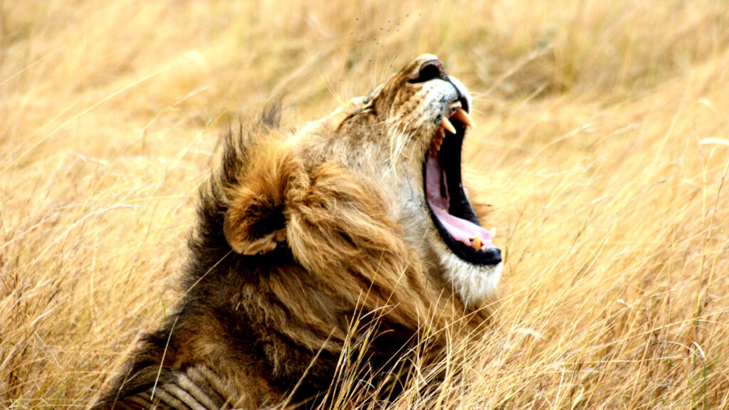 Camping Abenteuerreise von Kapstadt bis Kenia traveljunkies