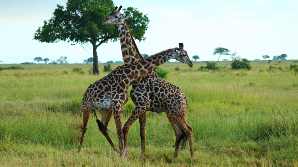 Sambia, Malawi & Tansania Abenteuerreise traveljunkies