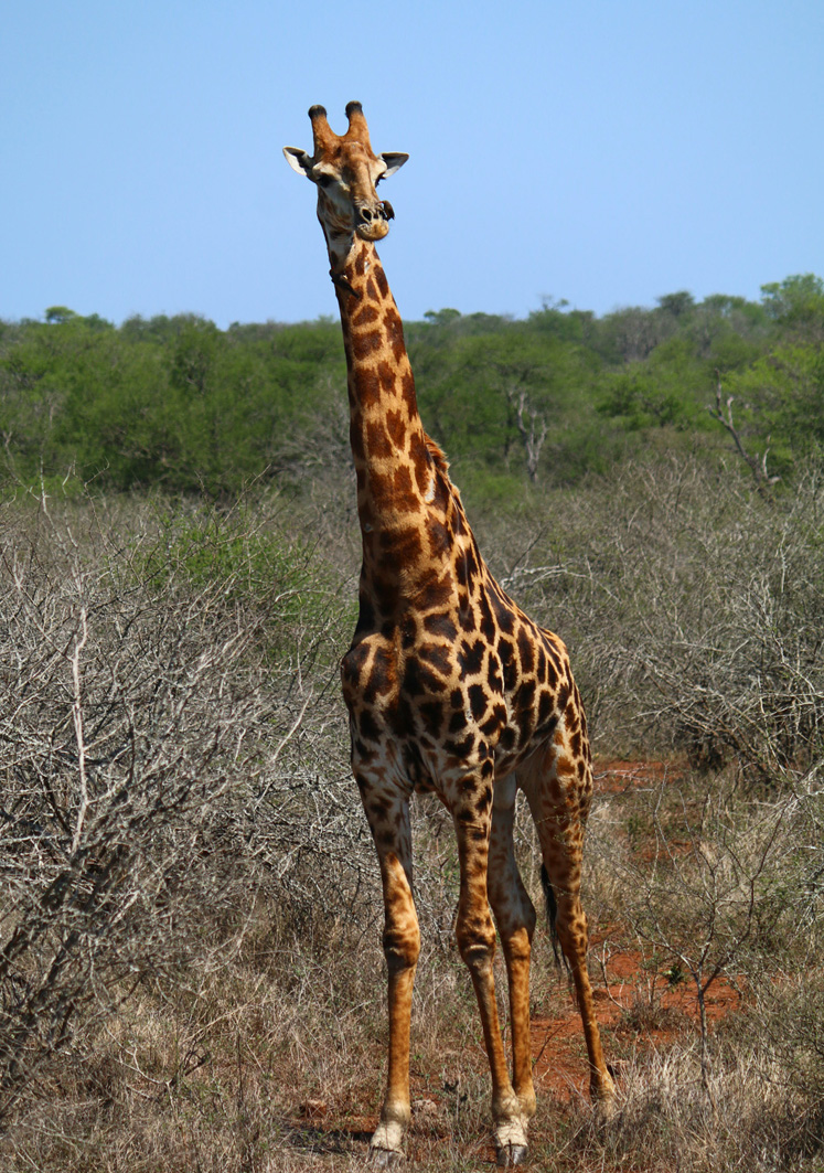 Die Giraffe ist genauso schnell wie ein Leopard
