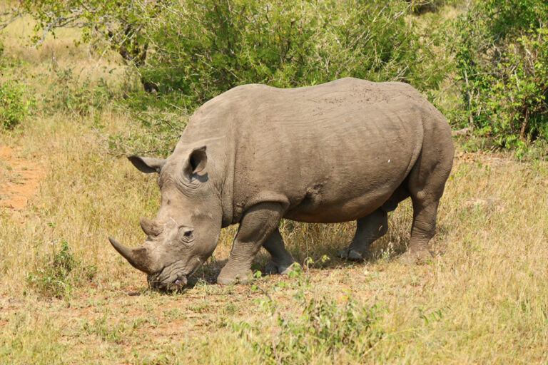 Ein Nashorn aus nächster Nähe betrachten