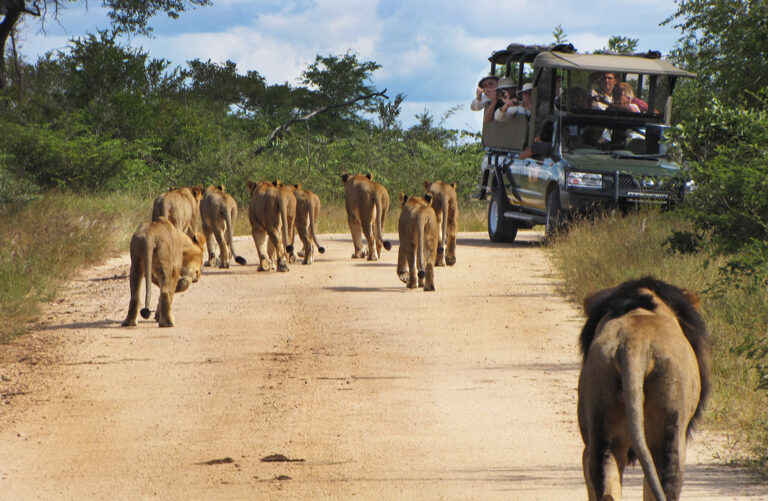 Auf Safari im Kruger Nationalpark