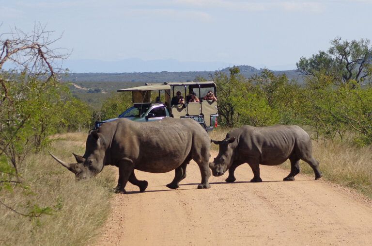 Einzigartige Safarierlebnisse