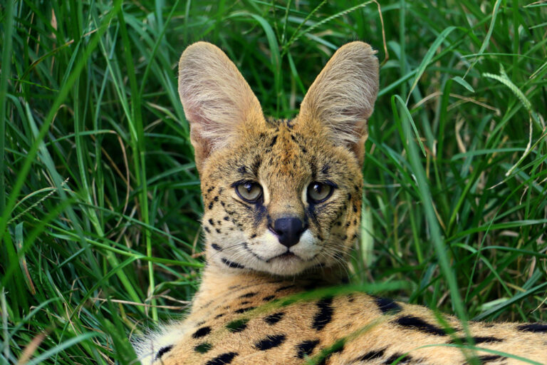 Der elegante Serval wurde schon mit einer Hauskatze gekreuzt