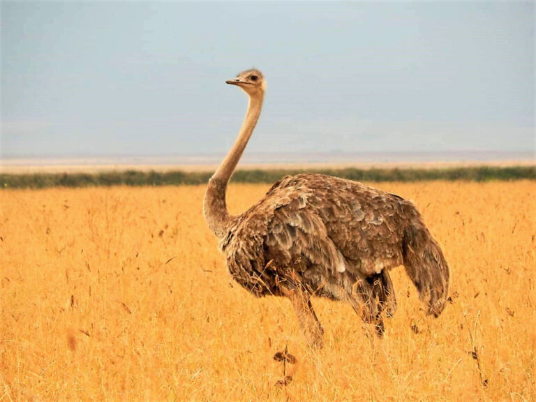 Der Strauß ist der größte und schwerste Vogel der Welt