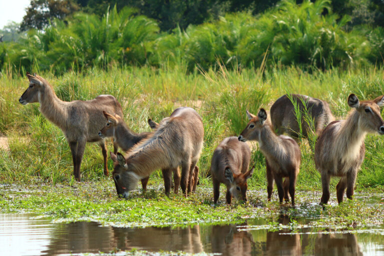 An den Wasserstellen sind immer Tiere anzutreffen