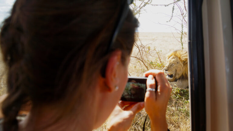 Unglaubliche Safari-Erlebnisse