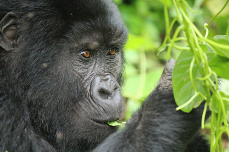 Gorillas in freier Wildbahn erleben