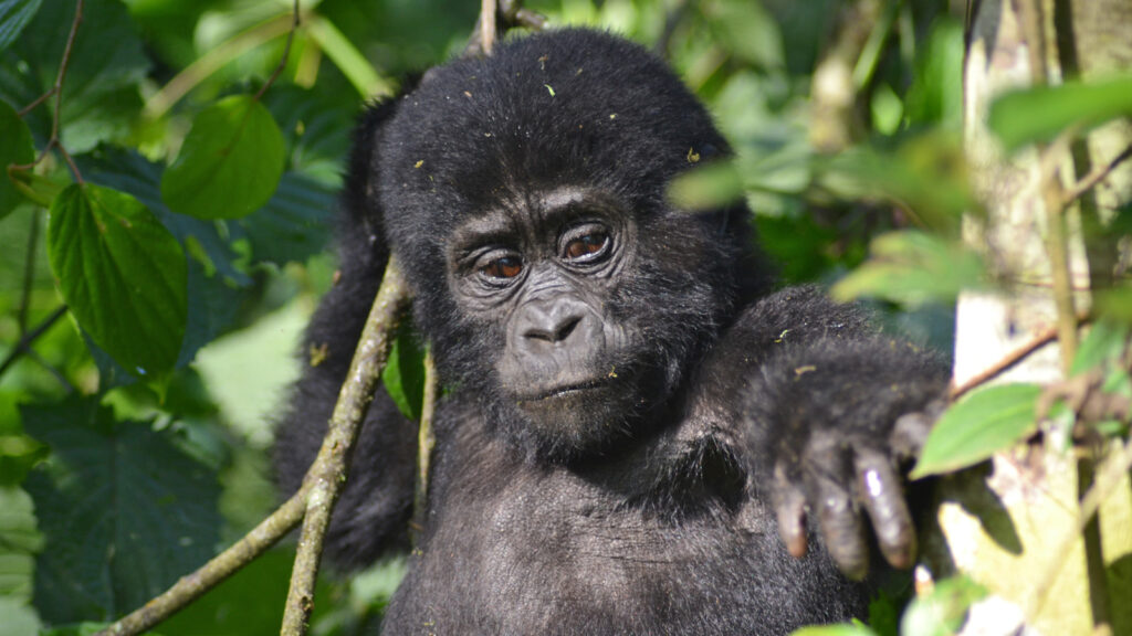 Uganda Campingreise zu den Berggorillas traveljunkies