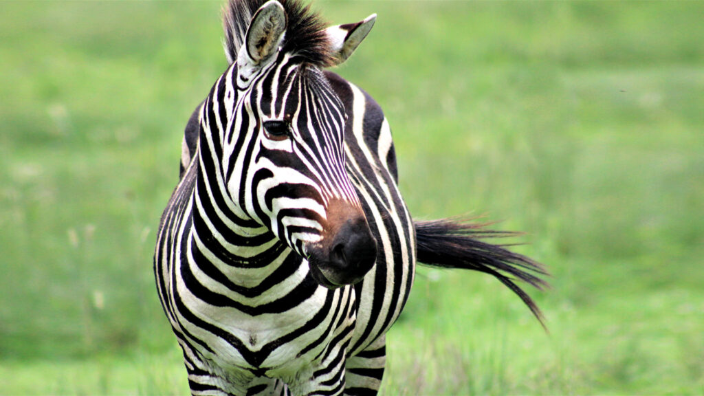 Vom Kruger zu den Vic Falls Campingsafari traveljunkies