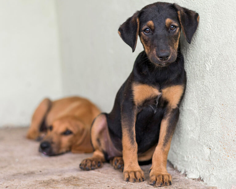 Auch viele Hunde sind auf der Suche nach einem neuen Zuhause