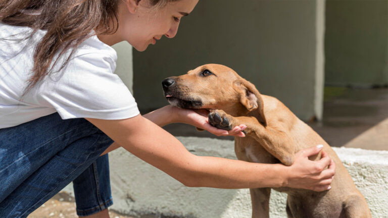Volunteer in Spanien: Hundepflege im Tierschutz-Projekt