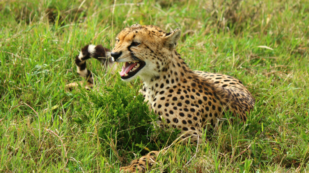 Von Nairobi zu den Vic Falls mit dem Overland Truck traveljunkies